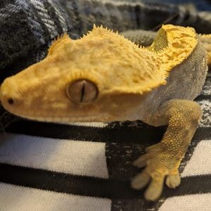 Meet your Posher, Molly